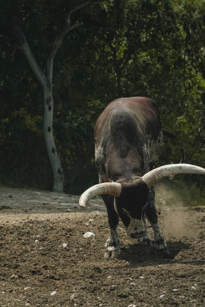 An Ankole-Watusi bull with large horns kicking up dust in a natural field setting.