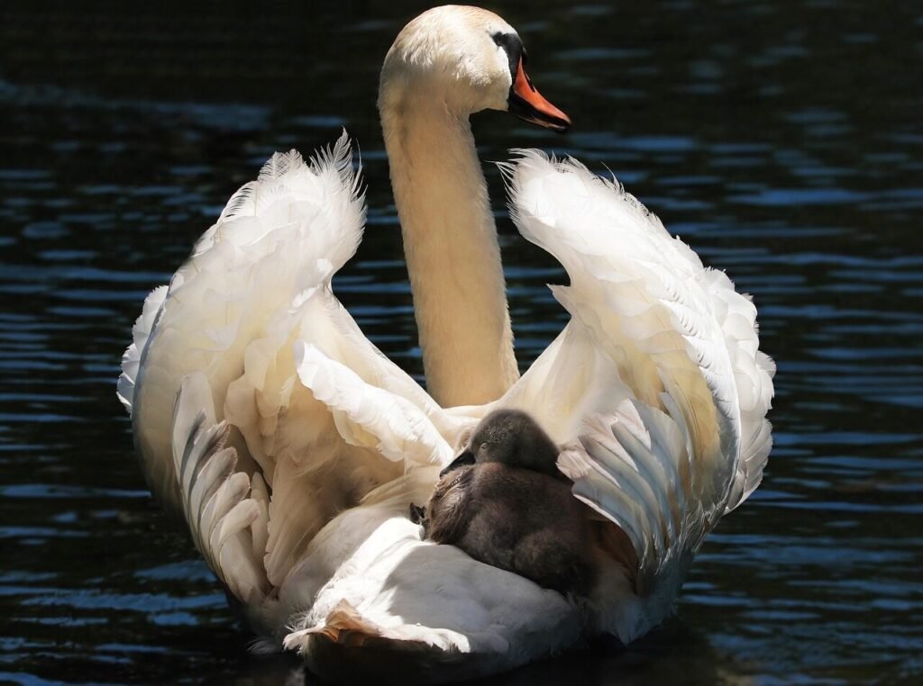swan, baby swan, white, white swan, water, lake, bird, water bird, animal, nature, swim, noble, proudly, wildlife, schwimmvogel, swan cub, young swan, baby taxi, taxi, waters, motherly love, swan with baby, transport, baby transport, baby swan on the back, feathers, aquatic animal, plumage, summer, elegant, swan, swan, swan, swan, swan, taxi, taxi