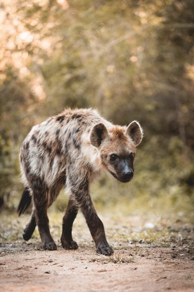 a brown bear walking across a dirt field