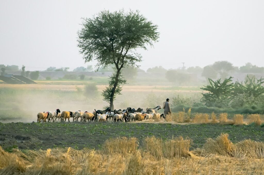 A shepherd herds his sheep across a field